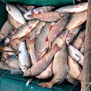 25 kilograme de sturion redate mediului natural