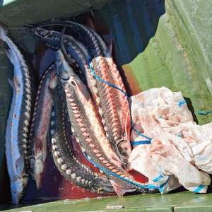 25 kilograme de sturion redate mediului natural