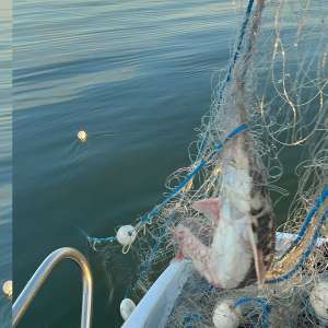 29 exemplare de sturion redate mediului natural, sute de kilograme de pește descoperite și 12 dosare penale întocmite de polițiștii de frontieră