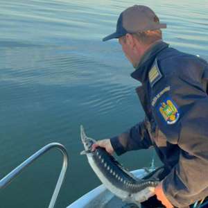 29 exemplare de sturion redate mediului natural, sute de kilograme de pește descoperite și 12 dosare penale întocmite de polițiștii de frontieră
