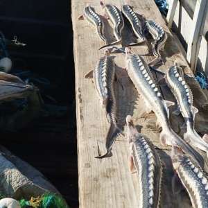 29 exemplare de sturion redate mediului natural, sute de kilograme de pește descoperite și 12 dosare penale întocmite de polițiștii de frontieră