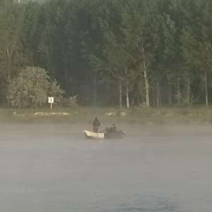 Sturioni redați mediului acvatic de polițiștii de frontieră din SPF Fetești