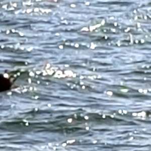 Mină marină observată de o navă comercială și identificată de polițiștii de frontieră pe Marea Neagră, la 7 mile marine est de Sulina