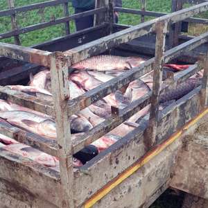 Peste 400 kg de pește descoperit în remorca unui autovehicul, de către polițiștii din cadrul SPF Bechet