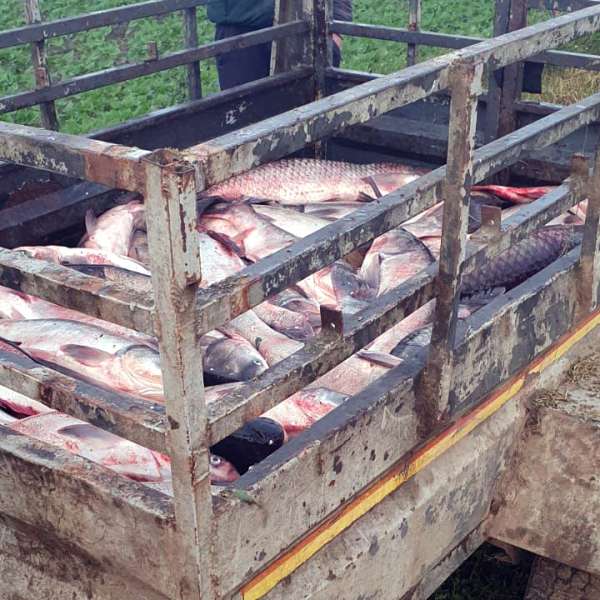 Peste 400 kg de pește descoperit în remorca unui autovehicul, de către polițiștii din cadrul SPF Bechet