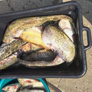 Cantitate considerabilă de pește  descoperită de polițiștii de frontieră doljeni