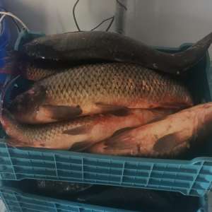 52 kg de pește fără documente justificative, descoperite de polițiștii de frontieră tulceni în Delta Dunării.