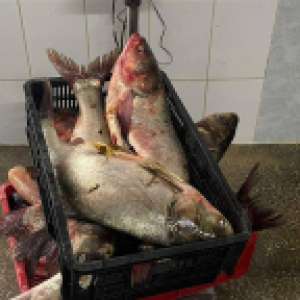 440 metri de plase cu 42 kilograme de pește, scoase din Marea Neagră de polițiștii de frontieră