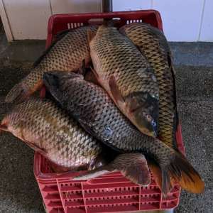 Bărbat depistat de polițiștii de frontieră în timp ce desfășura activități de braconaj piscicol pe lacul Babadag