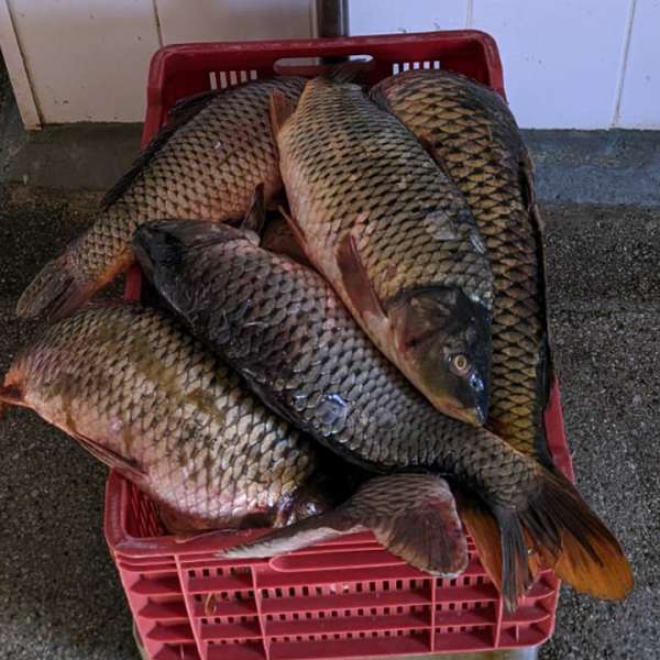 Bărbat depistat de polițiștii de frontieră în timp ce desfășura activități de braconaj piscicol pe lacul Babadag
