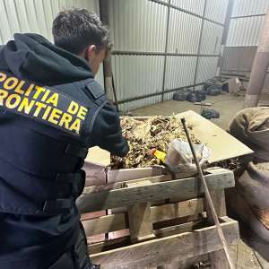 Percheziții domiciliare - grupare infracțională - introducere în românia de transporturi ilegale de tutun neprelucrat
