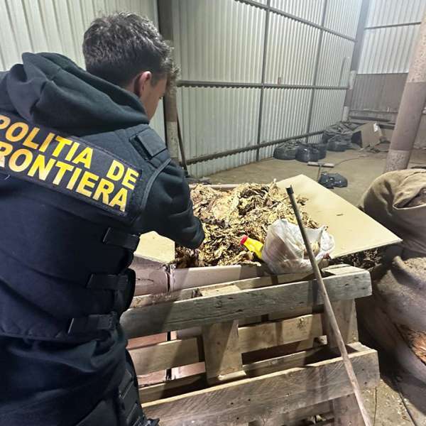 Percheziții domiciliare într-o cauză penală privind 64 de transporturi conținând peste 328 tone de tutun neprelucrat