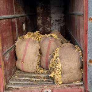 Percheziții domiciliare - grupare infracțională - introducere în românia de transporturi ilegale de tutun neprelucrat