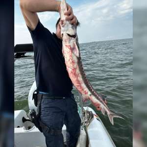 Cinci exemplare vii de sturion redate mediului natural