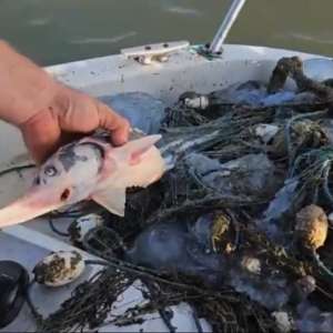 Șapte exemplare vii de sturion, redate mediului natural