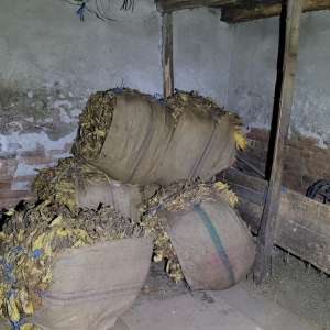 Home searches in a criminal case concerning 64 shipments containing more than 328 tons of unprocessed tobacco