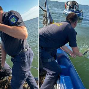 Opt sturioni vii, redaţi mediului natural. Peste 100 de exemplare eliberate de la începutul anului.