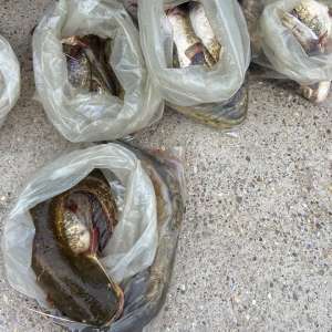 Prins cu pește fără a deține documente legale