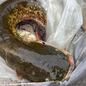 Prins cu pește fără a deține documente legale