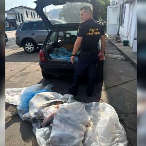 Prins cu pește fără a deține documente legale