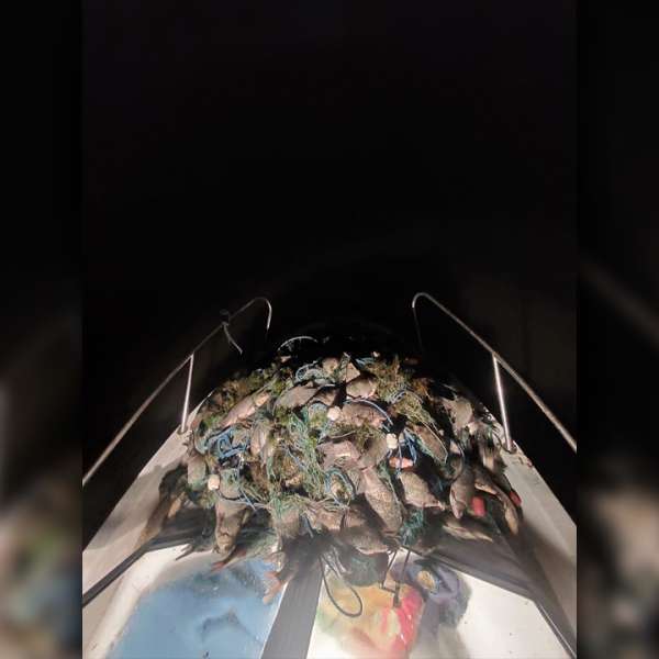 83 kilograme de pește provenit din braconaj și 481 metri de plase descoperite de polițiștii de frontieră