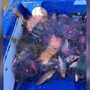 620 metri de plase mono-filament cu 55 kilograme de pește  scoase din lacul Sinoe de polițiștii de frontieră