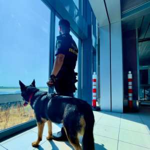 Țigări de contrabandă descoperite pe Aeroportul Internațional Henri Coandă cu ajutorul câinelui Ebasa