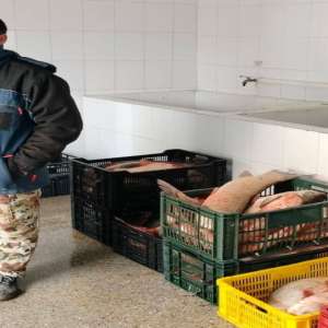 175 kg de pește, fără documente justificative, descoperite de polițiștii de frontieră tulceni, în portbagajul unui autoturism.