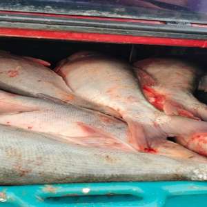 175 kg de pește, fără documente justificative, descoperite de polițiștii de frontieră tulceni, în portbagajul unui autoturism.