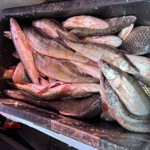 103 kg de pește descoperite de polițiștii de frontieră în portbagajul unui autoturism