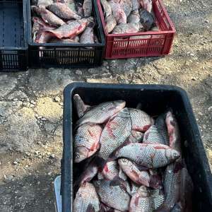 103 kg de pește descoperite de polițiștii de frontieră în portbagajul unui autoturism