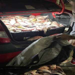 245 kg de pește descoperite de polițiștii de frontieră în portbagajul unui autoturism