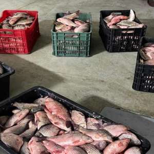 245 kg de pește descoperite de polițiștii de frontieră în portbagajul unui autoturism