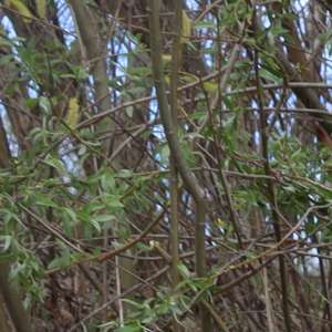 Cetăţeni cubanezi opriți din drumul spre Spania