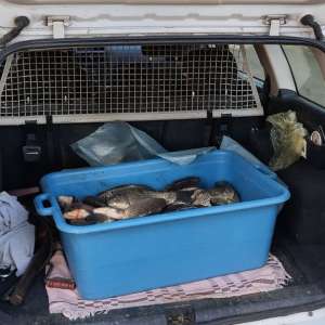 Prins cu pește fără a deține documente legale