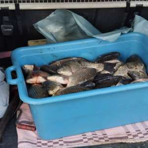 Prins cu pește fără a deține documente legale