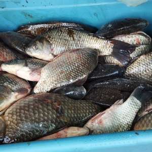 Prins cu pește fără a deține documente legale