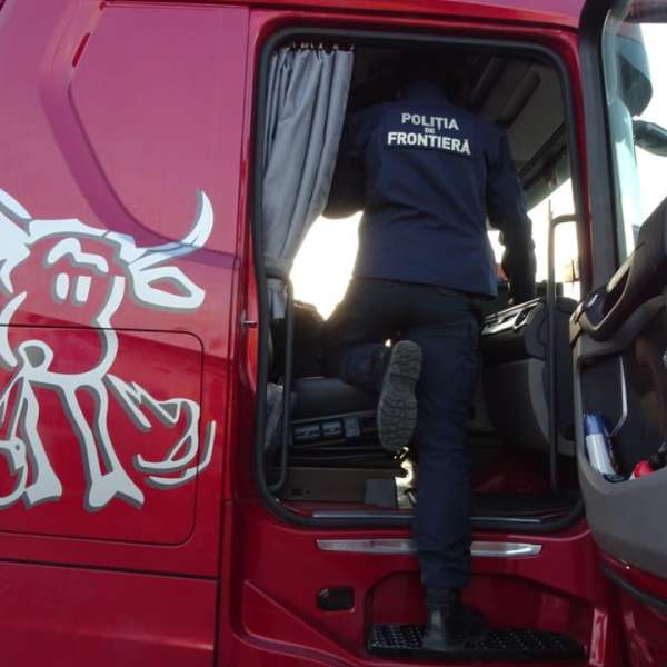 Aproximativ 16.000 țigarete descoperite ascunse în pereții laterali ai unui autocamion pentru transport animale, în PTF Calafat