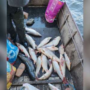 Prinși la pescuit comercial, fără a deține licență sau autorizație de pescuit