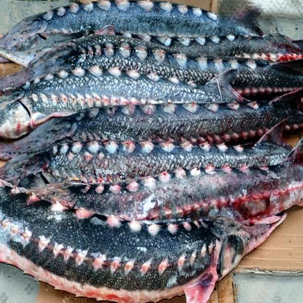 Pește ocrotit de lege dar nu și de către un cetățean din municipiul Galați