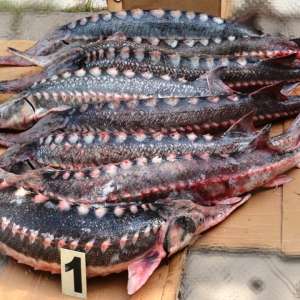 Pește ocrotit de lege dar nu și de către un cetățean din municipiul Galați