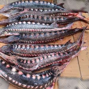 Pește ocrotit de lege dar nu și de către un cetățean din municipiul Galați