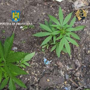 Percheziții în județul Tulcea într-un dosar de comercializare canabis către minori