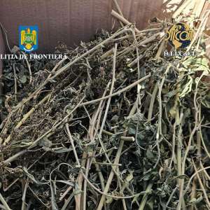 Percheziții în județul Tulcea într-un dosar de comercializare canabis către minori