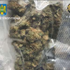 Canabis descoperit  de polițiștii de frontieră în portbagajul unui cetățean român care s-a prezentat în PTF Borș II