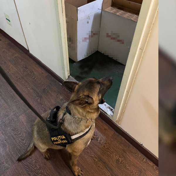 Țigări ascunse și nedeclarate, descoperite de polițiștii de frontieră în portul Constanța