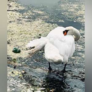 Misiune specială pentru politistii de frontieră mehedințeni