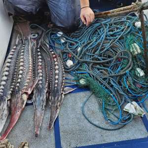 Șapte exemplare de sturion redate mediului natural și un kilometru de plase de pescuit descoperite de polițiștii de frontieră