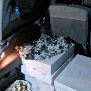 Flori de mină în valoare de 20.000 de euro, descoperite de polițiștii de frontieră