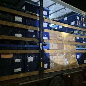 Mii de parfumuri susceptibile a fi contrafăcute, în valoare de peste 1.000.000 lei, descoperite la PTF Calafat 